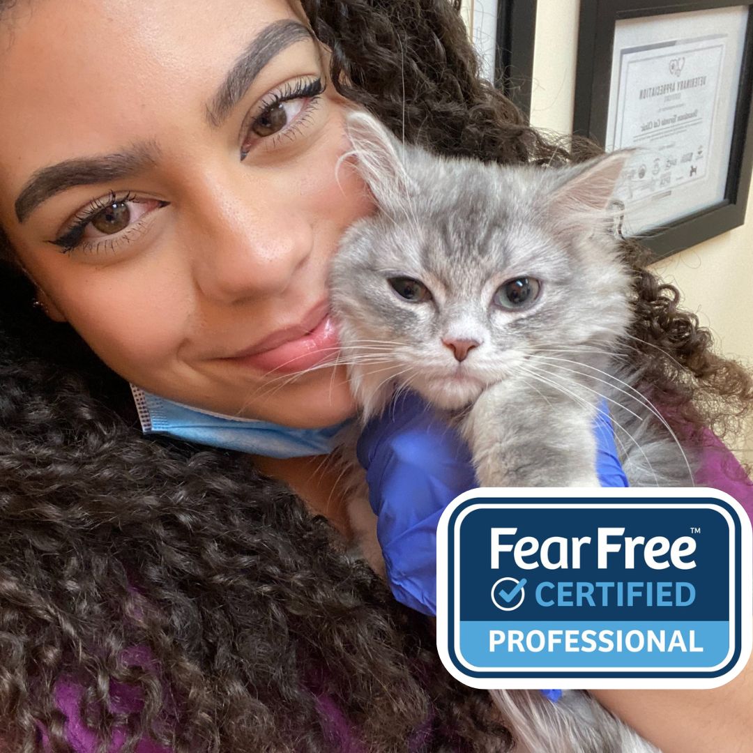 Isabelle, a Receptionist at Waterloo West Animal Hospital, smiles while cuddling a fluffy gray kitten close to her face. Wearing a purple scrub top and blue exam gloves, she poses in front of framed certifications, with a “Fear Free Certified Professional” badge displayed in the corner, highlighting her calm and compassionate approach to care.